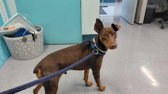 Unknown - Miniature Pinscher