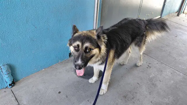Unknown - German Shepherd Dog