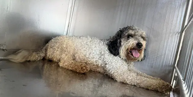 Unknown - Poodle (Miniature)