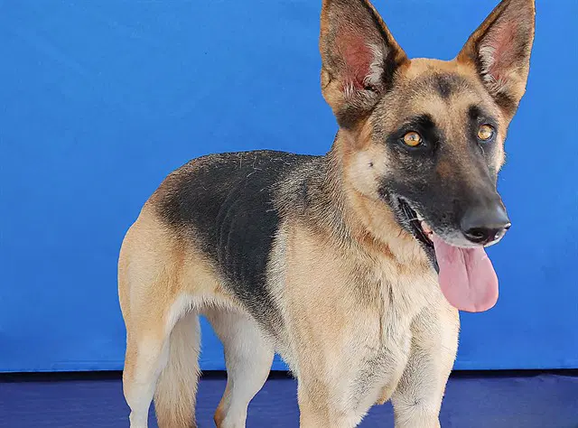 Rosie - German Shepherd Dog