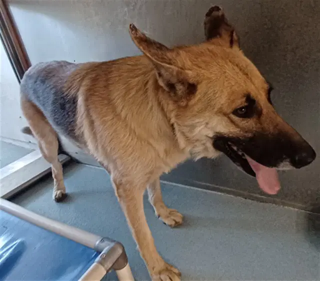 Lucy - German Shepherd Dog