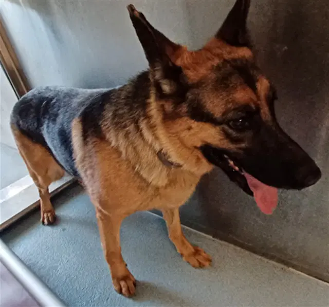 Hank - German Shepherd Dog