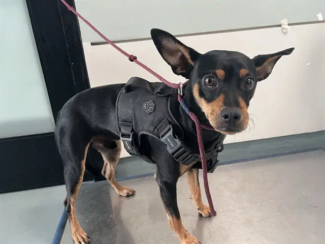Curley - Miniature Pinscher