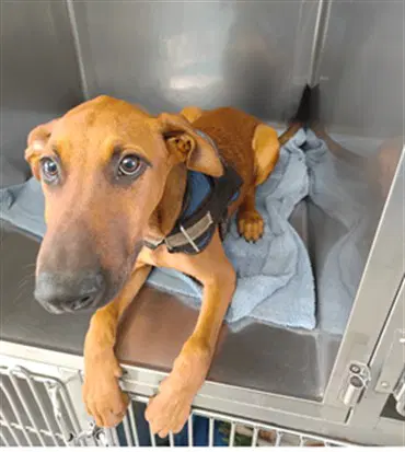 Chase - Doberman Pinscher