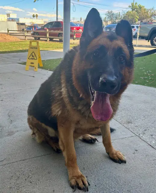 Jed Vera - German Shepherd Dog