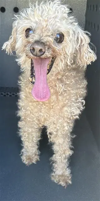 Tommy - Poodle (Miniature)