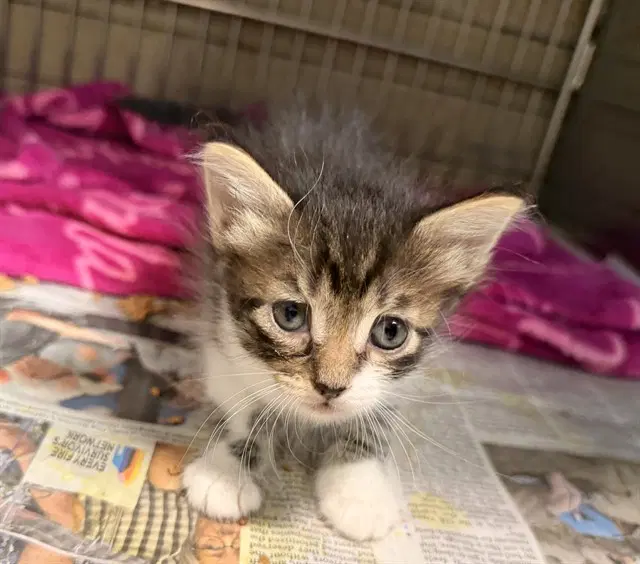 Paige - Domestic Short Hair