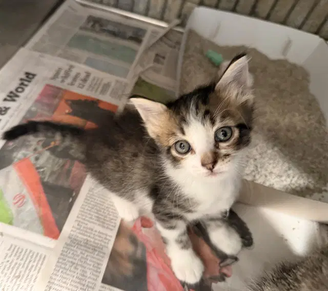 Phoenix - Domestic Short Hair