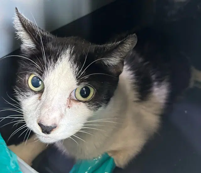 Detta - Domestic Short Hair