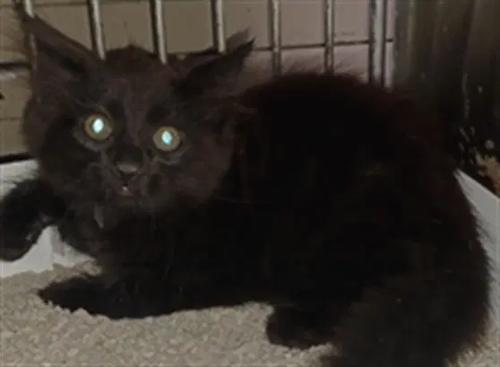 Jasmine - Domestic Medium Hair