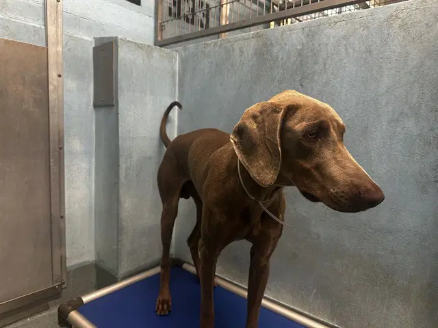 Tucker - Doberman Pinscher