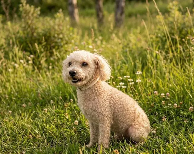 Unknown - Poodle (Miniature)