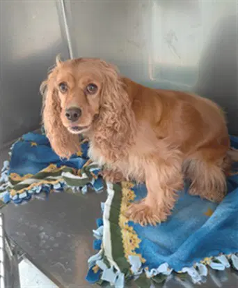 Unknown - Cocker Spaniel