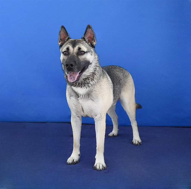 AXEL