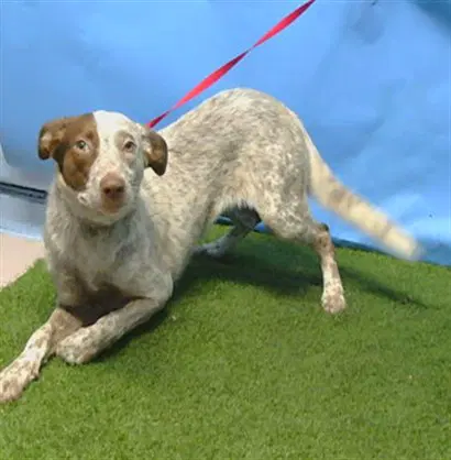 Lacey - Australian Cattle Dog/Blue Heeler