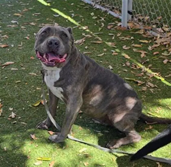 Nina - Pit Bull Terrier