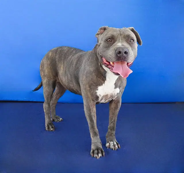 Nina - Pit Bull Terrier