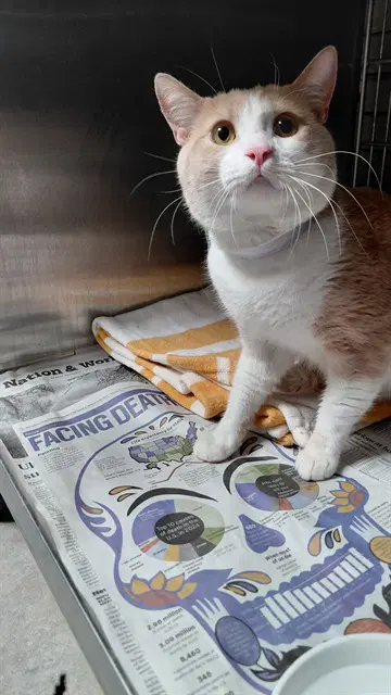 Casper - Domestic Short Hair