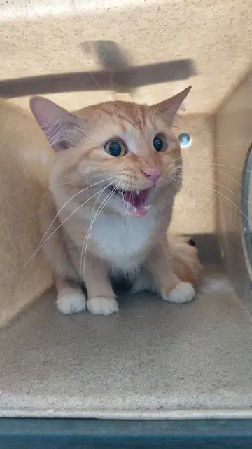 Butter - Domestic Short Hair