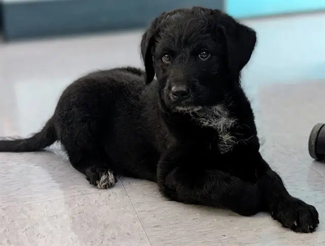 Levi - Labrador Retriever