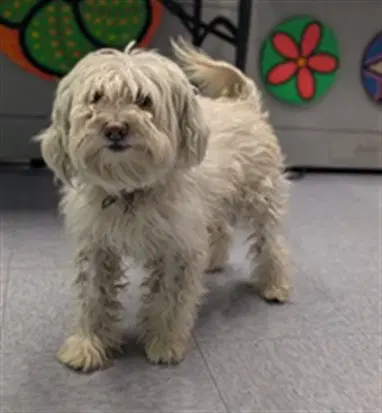 Max - Maltese