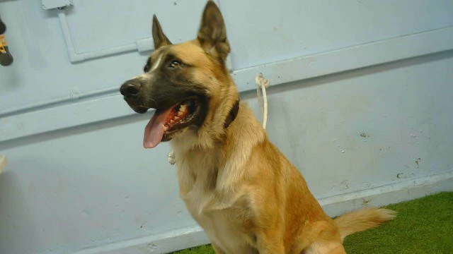 Ozzy