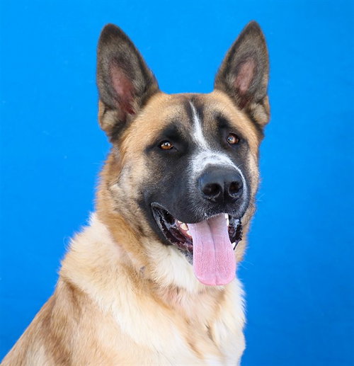 Ozzy, Saint Bernard / Mixed (medium coat)