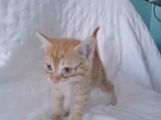 Milo - Domestic Short Hair