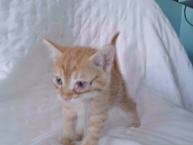Milo