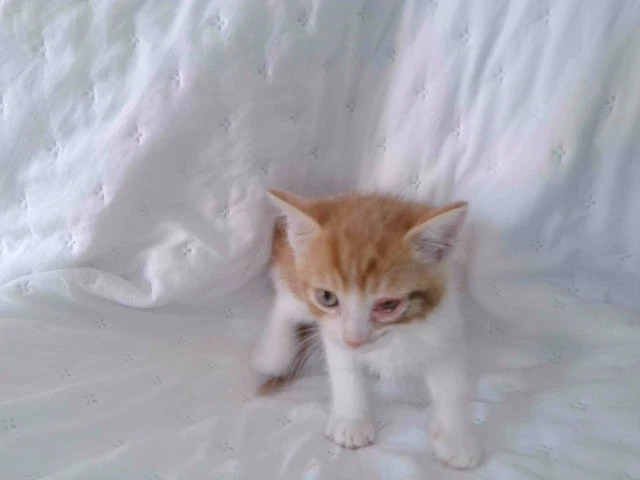 Oliver