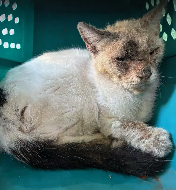 Dot - Domestic Medium Hair
