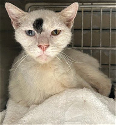 DOT, a cat for adoption from Los Angeles County Animal Control - Baldwin Park