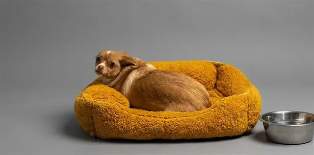 Theodore - Chihuahua
