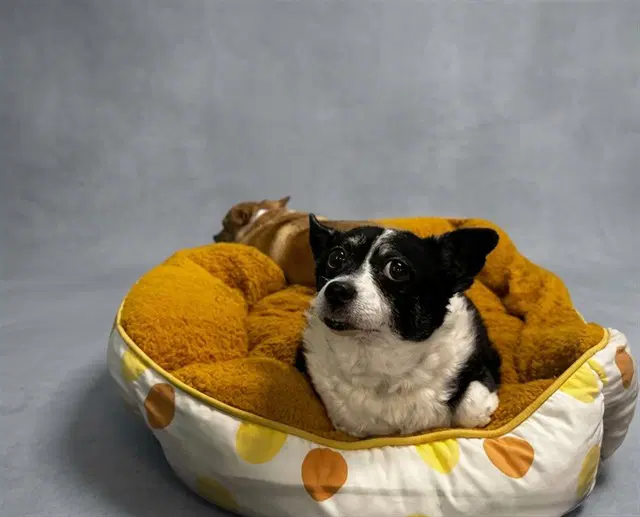 Kc - Terrier