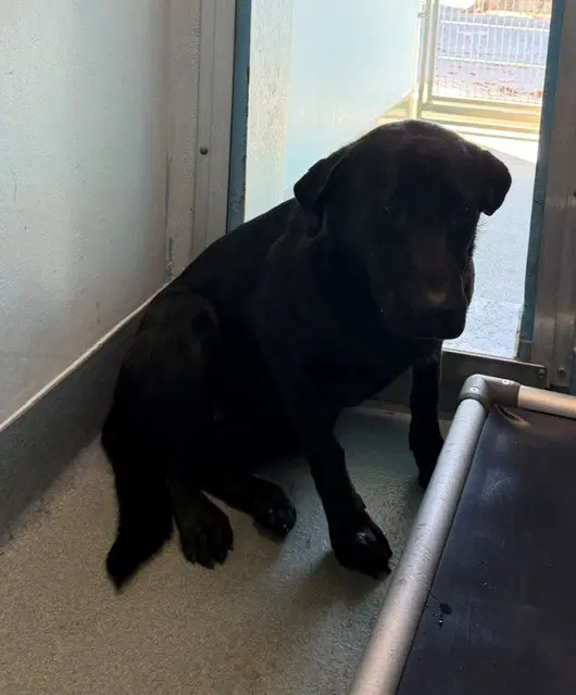 Savannah - Labrador Retriever