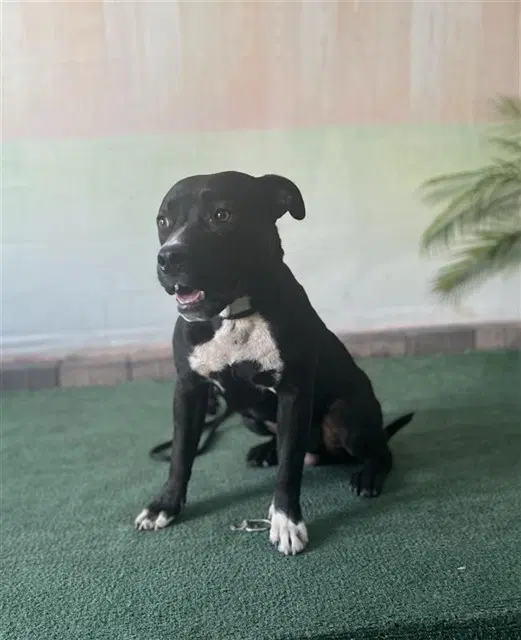 Mac - Pit Bull Terrier