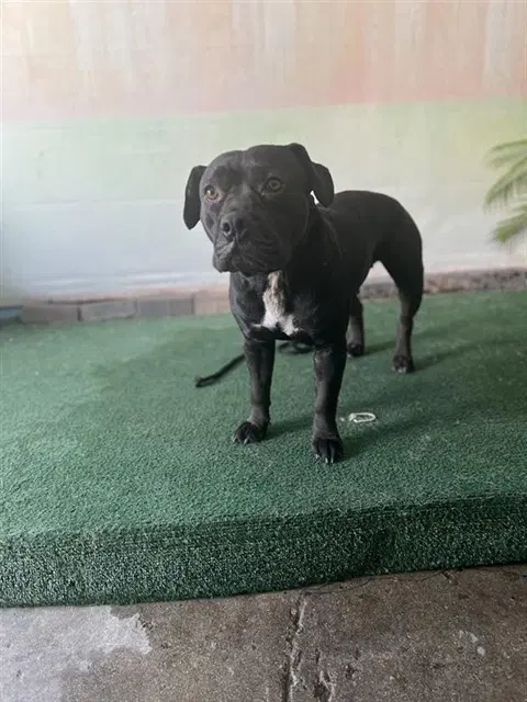 Baby - Pit Bull Terrier
