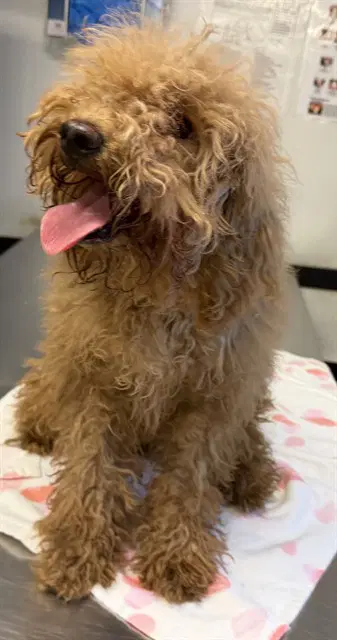 Unknown - Poodle (Toy)
