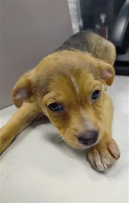 Theodore - Chihuahua
