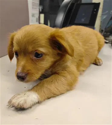 Teddy - Chihuahua