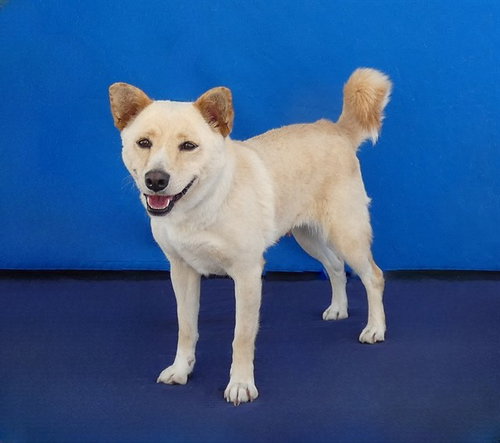 Toni, Shiba Inu (medium coat)