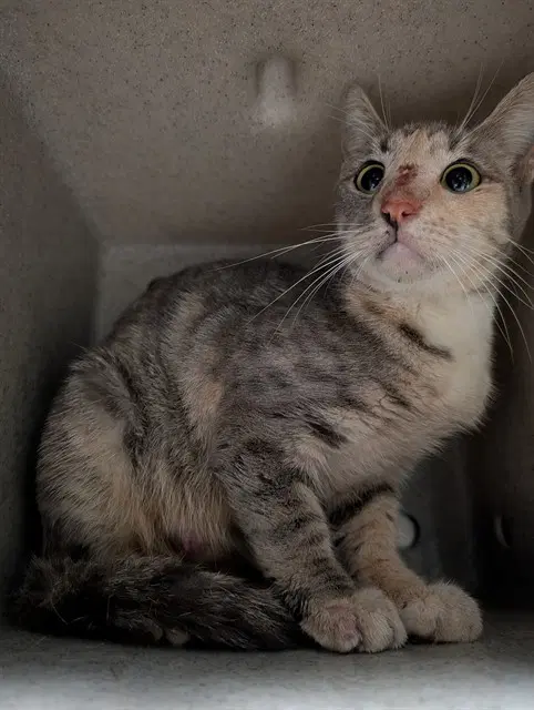 Unknown - Domestic Short Hair