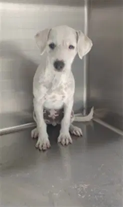 Frankie - Terrier