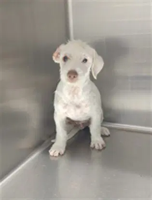 Leo - Terrier
