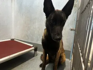 Greta - Belgian Shepherd Malinois