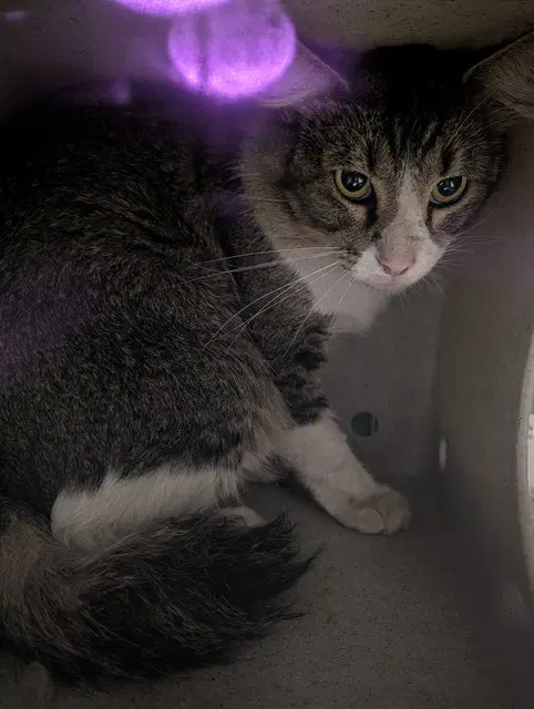 Bernardo - Domestic Medium Hair