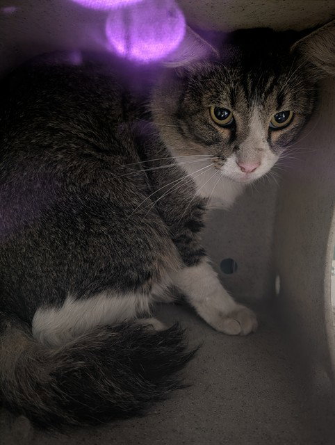 BERNARDO, a cat for adoption from Los Angeles County Animal Control - Baldwin Park