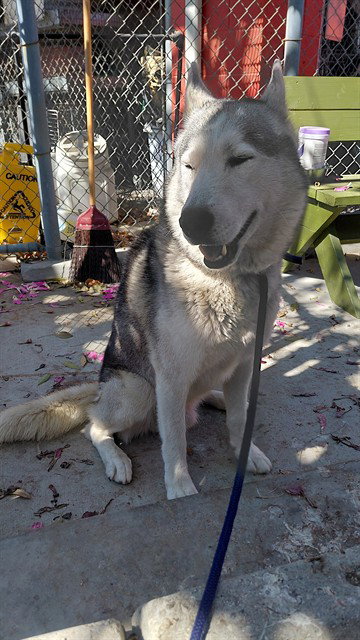 SIMBA, a dog for adoption from Los Angeles County Animal Control - Baldwin Park