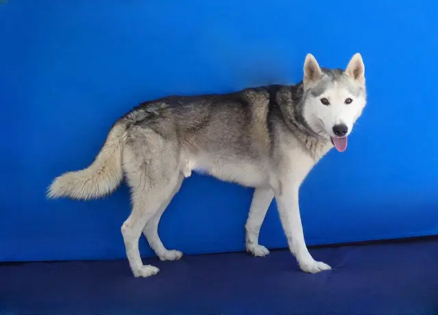 Simba - Siberian Husky