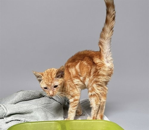 A5801994, a cat for adoption from Los Angeles County Animal Control - Baldwin Park